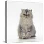 Persian Tortoiseshell Cameo Kitten-null-Stretched Canvas