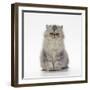 Persian Tortoiseshell Cameo Kitten-null-Framed Photographic Print