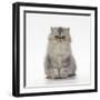 Persian Tortoiseshell Cameo Kitten-null-Framed Photographic Print