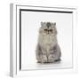 Persian Tortoiseshell Cameo Kitten-null-Framed Photographic Print