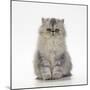 Persian Tortoiseshell Cameo Kitten-null-Mounted Photographic Print