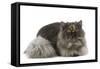 Persian Tortoiseshell Smoke in Studio-null-Framed Stretched Canvas