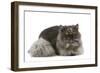 Persian Tortoiseshell Smoke in Studio-null-Framed Photographic Print