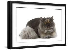 Persian Tortoiseshell Smoke in Studio-null-Framed Photographic Print