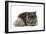 Persian Tortoiseshell Smoke in Studio-null-Framed Photographic Print