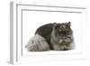 Persian Tortoiseshell Smoke in Studio-null-Framed Photographic Print