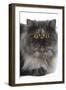 Persian Tortoiseshell Smoke in Studio-null-Framed Photographic Print