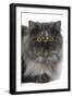 Persian Tortoiseshell Smoke in Studio-null-Framed Photographic Print