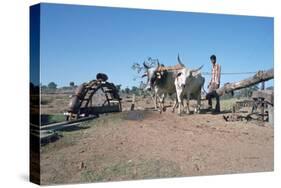 Persian Water Wheel, Rajasthan, India-Vivienne Sharp-Stretched Canvas