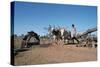 Persian Water Wheel, Rajasthan, India-Vivienne Sharp-Stretched Canvas