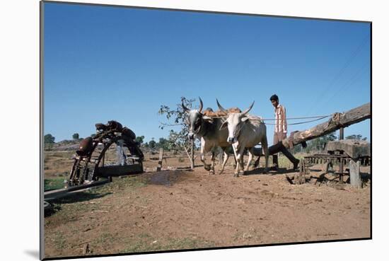 Persian Water Wheel, Rajasthan, India-Vivienne Sharp-Mounted Photographic Print