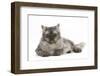 Persian X Birman Female Cat, 2 Years-Mark Taylor-Framed Photographic Print