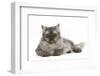 Persian X Birman Female Cat, 2 Years-Mark Taylor-Framed Photographic Print