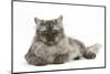 Persian X Birman Female Cat, 2 Years-Mark Taylor-Mounted Photographic Print