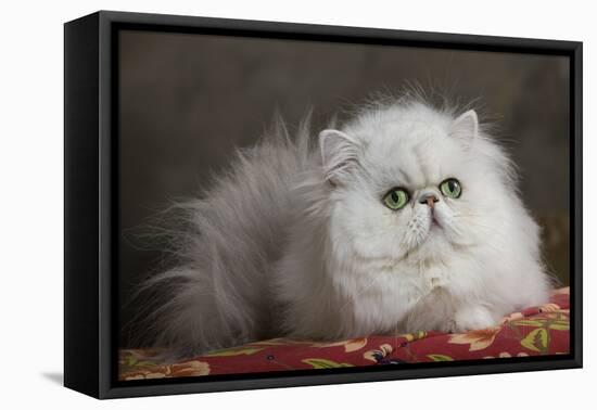 Persian-null-Framed Stretched Canvas