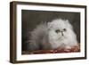 Persian-null-Framed Photographic Print