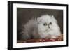 Persian-null-Framed Photographic Print