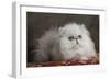 Persian-null-Framed Photographic Print