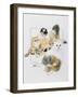 Persian-Barbara Keith-Framed Giclee Print