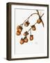 Persimmon (1920)-Mary Vaux Walcott-Framed Photographic Print