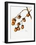 Persimmon (1920)-Mary Vaux Walcott-Framed Photographic Print