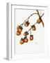 Persimmon (1920)-Mary Vaux Walcott-Framed Photographic Print