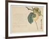 Persimmon, C.1854-59-Shunsei-Framed Giclee Print