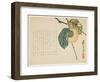 Persimmon, C.1854-59-Shunsei-Framed Giclee Print