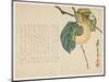 Persimmon, C.1854-59-Shunsei-Mounted Giclee Print