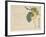 Persimmon, C.1854-59-Shunsei-Framed Giclee Print