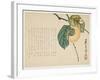 Persimmon, C.1854-59-Shunsei-Framed Giclee Print