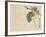 Persimmon, C.1854-59-Shunsei-Framed Giclee Print