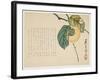 Persimmon, C.1854-59-Shunsei-Framed Giclee Print