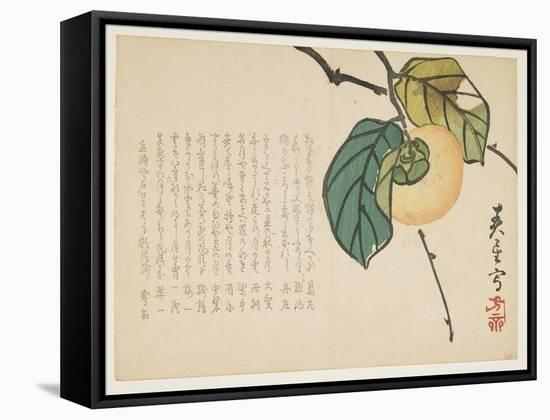 Persimmon, C.1854-59-Shunsei-Framed Stretched Canvas