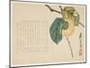 Persimmon, C.1854-59-Shunsei-Mounted Giclee Print