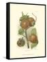 Persimmon I-null-Framed Stretched Canvas