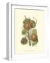 Persimmon I-null-Framed Art Print