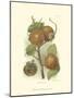 Persimmon I-null-Mounted Art Print