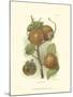 Persimmon I-null-Mounted Art Print