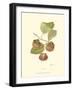 Persimmon II-null-Framed Art Print