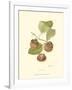 Persimmon II-null-Framed Art Print