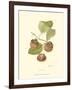 Persimmon II-null-Framed Art Print