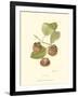 Persimmon II-null-Framed Art Print