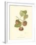 Persimmon II-null-Framed Art Print