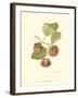 Persimmon II-null-Framed Art Print