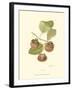 Persimmon II-null-Framed Art Print