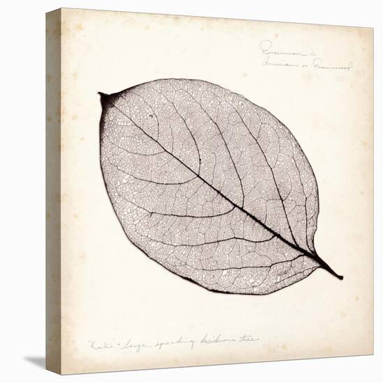Persimmon Leaf-Booker Morey-Stretched Canvas