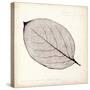 Persimmon Leaf-Booker Morey-Stretched Canvas