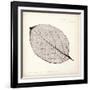 Persimmon Leaf-Booker Morey-Framed Art Print