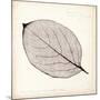 Persimmon Leaf-Booker Morey-Mounted Art Print